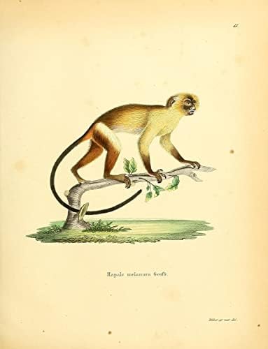 Siyah Kuyruklu Marmoset Primat Maymun Vintage Yaban Hayatı Sınıf Ofis Dekor Zooloji Antika Çizim Güzel sanat baskı posteri-8x10