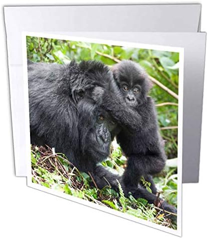 3dRose Afrika, Ruanda, Volkanlar NP. Genç Oyun Tebrik Kartıyla Dağ Gorili, 6 x 6 inç (gc_276535_5)